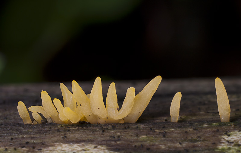 Calocera cornea